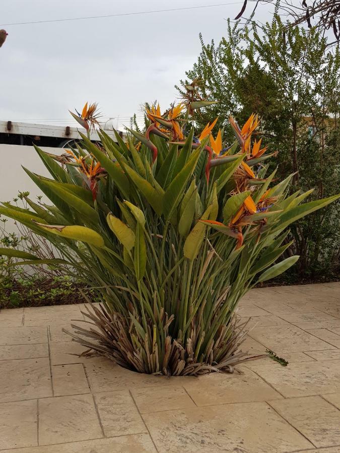 אייה מרינה Olgas Villa מראה חיצוני תמונה